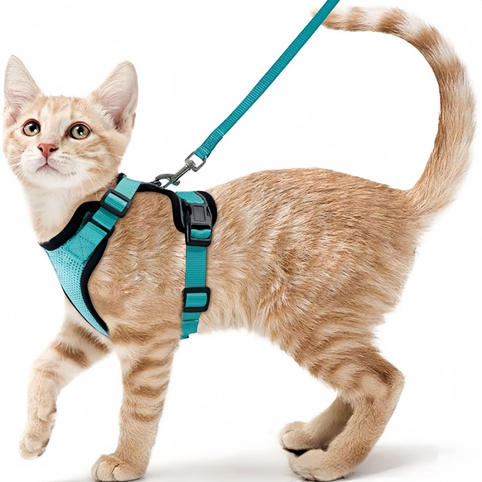 Pet Supplies In Amazon - Amazon pet chest strap cat reflective