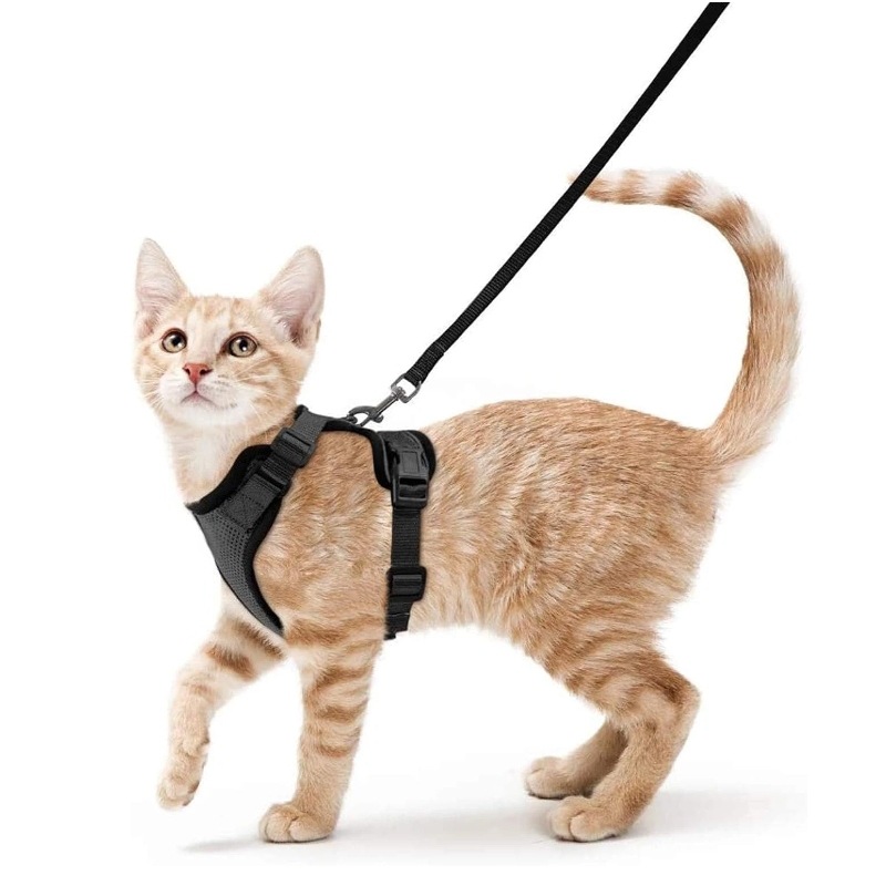 Amazon pet chest strap cat ref - Pet Supplies In Amazon review and price