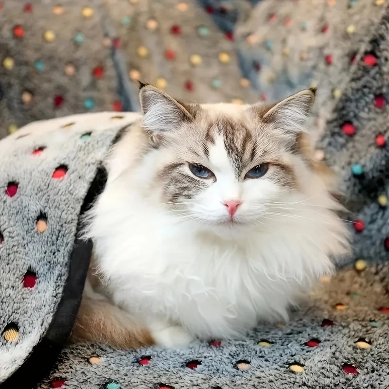 3PCS Soft Fluffy Pet Blanket C - Pet Supplies For Dogs review and price